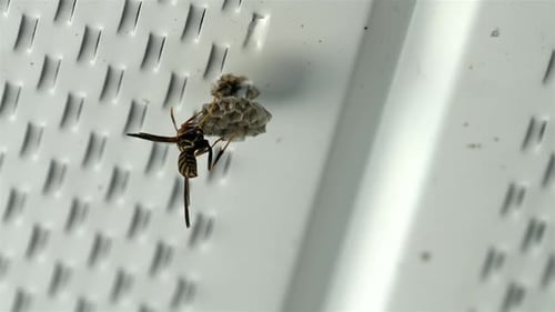 La avispa se arrastra delicadamente sobre celdas hexagonales mientras construye un nuevo nido para su hogar