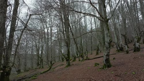 Bare Forest Captured By Drone