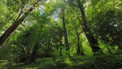 Bottom View Timelapse From Foliar Forest