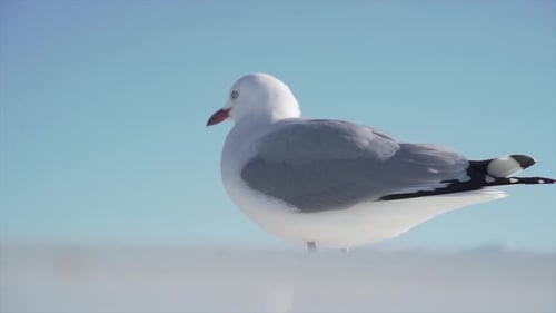 Close Up White Seagull Standing Still with the Wind in Front of It Moving Its Gray Plumage New