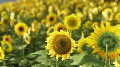 Ein lebendiges Sonnenblumenfeld unter strahlend blauem Himmel