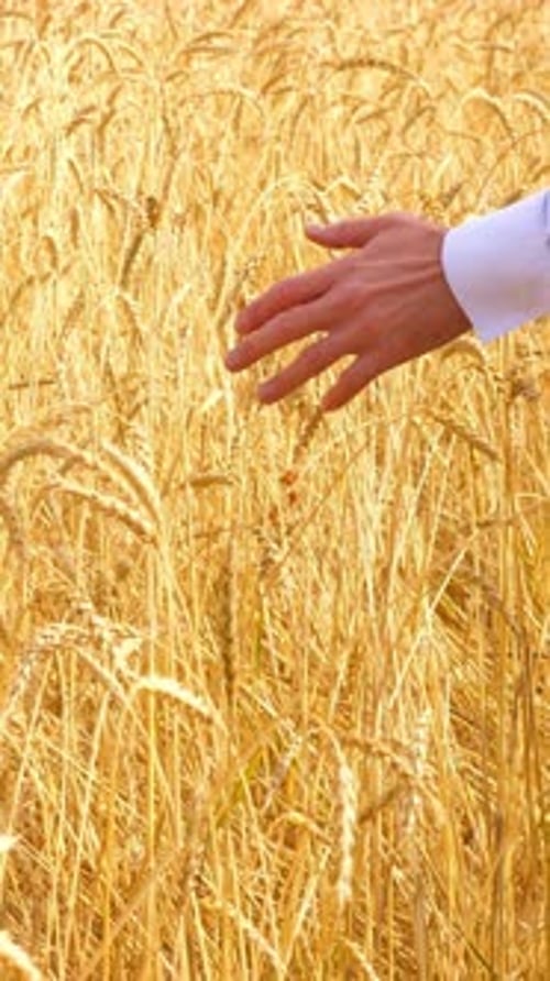 Hand of a Person Gently Touching Golden Wheat in a Sunlit Field Symbolizing Nature's Bounty and