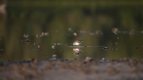 A Marsh Sandpiper Feeds in a Calm Waterfowl Habitat
