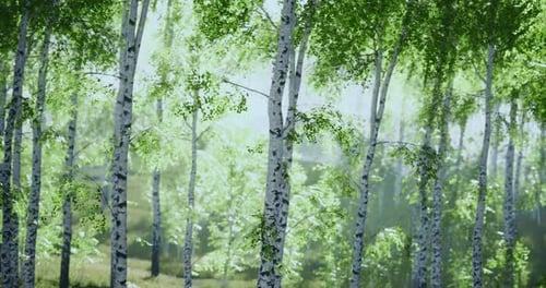 Lush Birch Forest Showcasing Vibrant Green Foliage and Tranquil Atmosphere