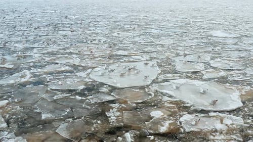Aerial view of numerous seagulls sitting on melting ice floes drifting in the wavy sea. Visible soft