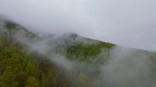Aerial View of Misty Green Mountains Covered with Lush Forest Fog Drifting Through Hills Under a