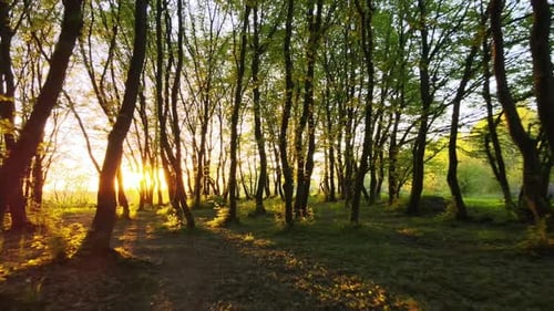 Beautiful Scenery with Light Rays Shining Through Bright Green Woods with Lush Trees in Autumn