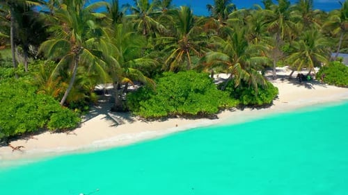 Aerial View on Palm Trees on the Sunny Sandy Beach and Turquoise Ocean From Above a Sunny Day in