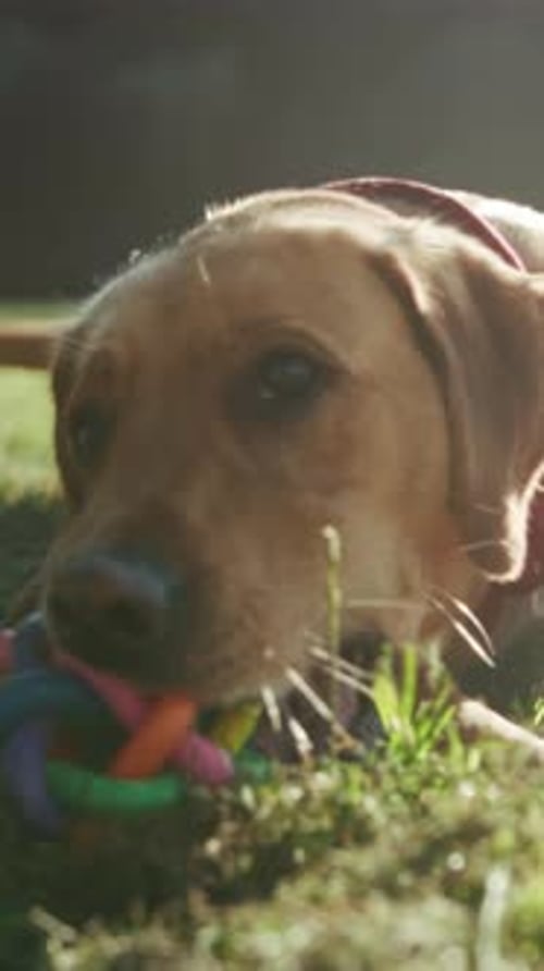 Chien animé appréciant une période de jeu en plein air, un chien joyeux jouant avec une balle colorée sous le soleil