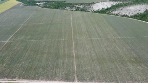 Aerial Lavender Fields Endless Rows of Blooming Lavender Fields on Summer Sunset Time Lavender Oil