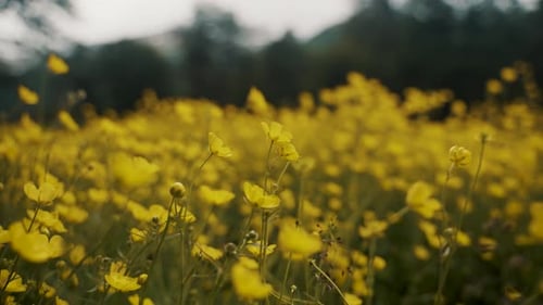 Perennial Buttercup Flower Field During Springtime In Patagonia, Argentina. Selective Focus Shot