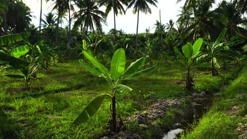 Young palm trees in field; slow pan, green fronds swaying in breeze