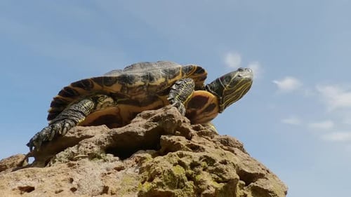 Bottom view on Pond Slider sits and basking on rock in sunlight