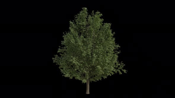 Field Elm Tree blowing in the wind. Alpha Channel. Loop Animation ...