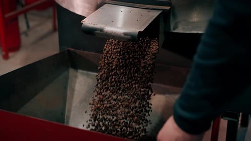 Close Up Coffee Roasting Factory Worker Stands Near the Roasting Machine Pouring Roasted Coffee