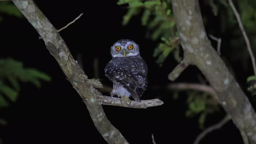 Owl perched on branch at night