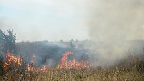 Big Fire in the Field