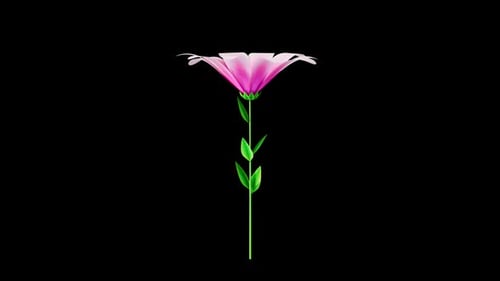 Pink Flower Blooming Alpha Channel