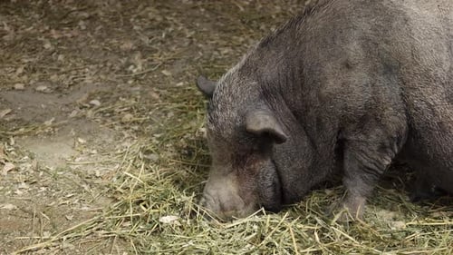 Cochon sauvage dans une flaque d'eau au zoo de Singapour
