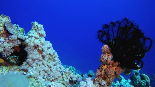 Coral Reef Ecosystem with Colorful Fish
