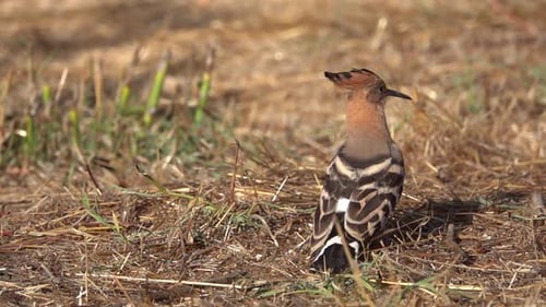 Junger Wiedehopf steht auf dem Feld