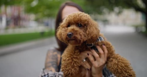 Woman Cuddling Adorable Poodle in Urban Park