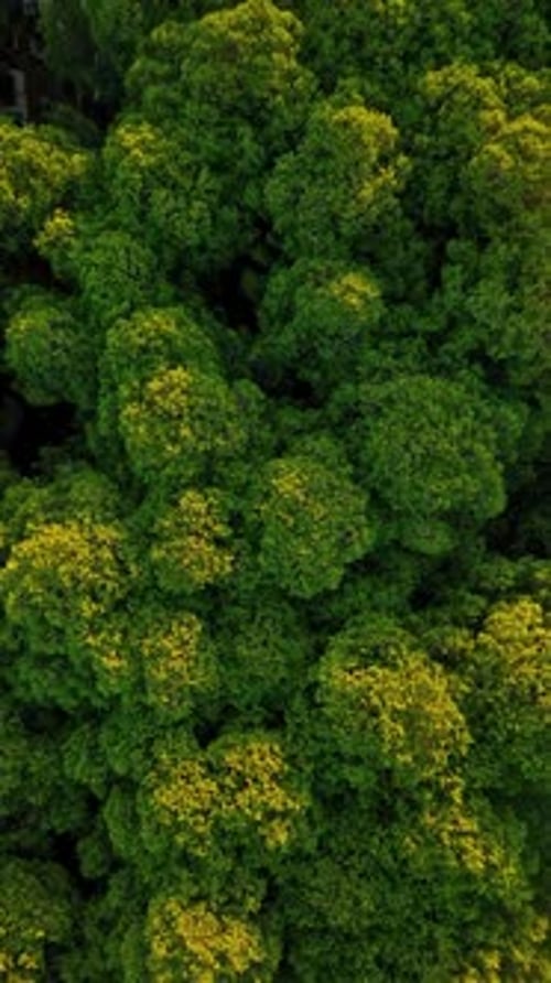 Vertical Video Aerial View Green Forest Background