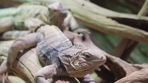 Brown Iguana Focus on the Eyes A Beautiful Reptile is Looking at the Camera Class of Reptiles