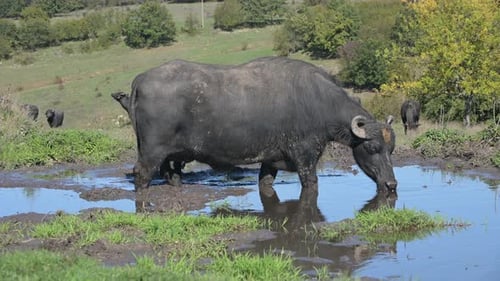A Black Water Buffalo Drinking From a Muddy Pond in a Grassy Field with Trees and Other Buffalo