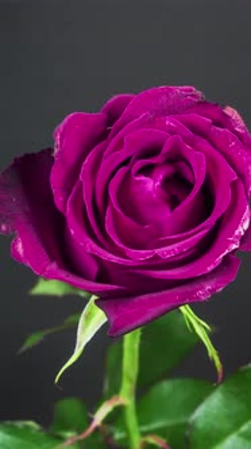4K - Vertical Rose Time Lapse