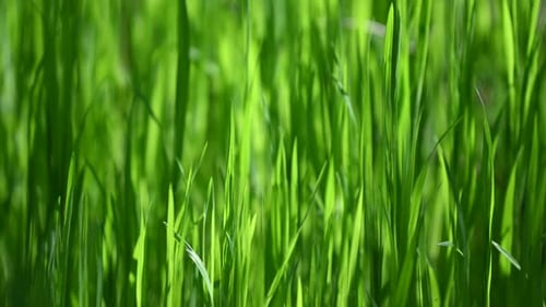 Fond d'herbe rétroéclairé au printemps en Europe
