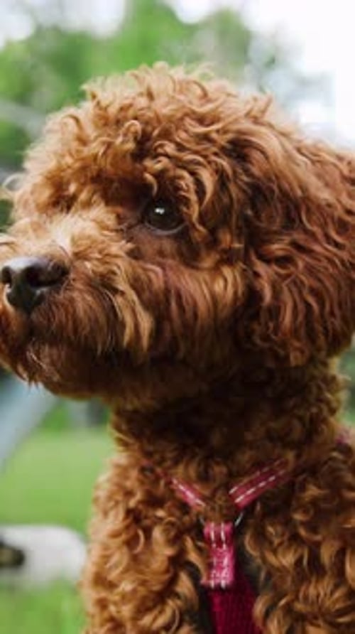 Gros plan d'un joli chien Maltipoo brun marchant dans le parc en laisse tandis que son propriétaire est une jeune femme