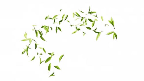 Green natural tea leaves with alpha channel