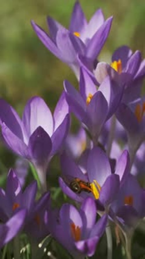 Flowering crocus spring flowers