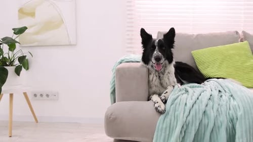 Wunderschöner Border Collie-Hund, der auf einem weichen Sofa in einem stilvollen Zimmer liegt und die Kamera nach vorne bewegt.