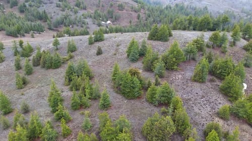 Aerial View of Lush Green Forest Mountains, Jungle view