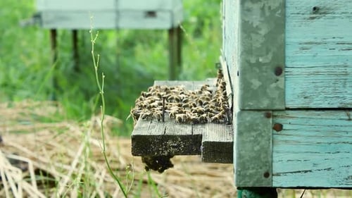 Bees Swarming Around a Rustic Wooden Beehive