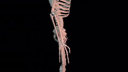 Rotating human skeleton showing the pelvic and hip bone structure