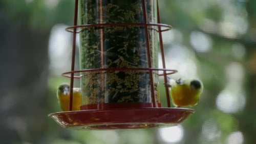 Two Goldfinches stand on a small bird feeder and peck at seeds as branches blow in the background.