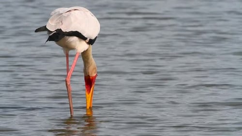 A Yellow-billed stork fishing in the shallow water, Kruger National Park.