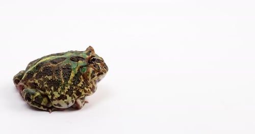 Horned Frog Sits Against White Background