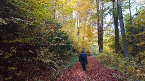 A man in a long coat walks through a deciduous forest in autumn. The beautiful colors in avenue