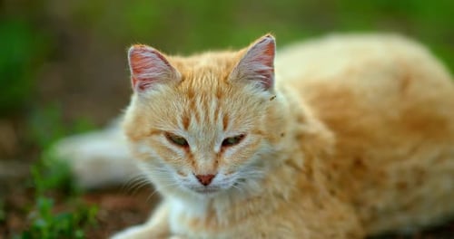 Ginger Cat Resting in Green Grass