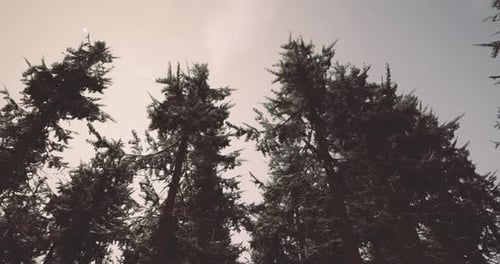 Tall Evergreen Trees Reaching Toward a Cloudy Sky in a Misty Forest