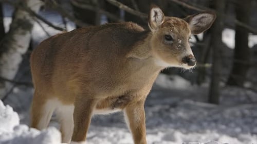 whitetail deer climbing snow bank slomo