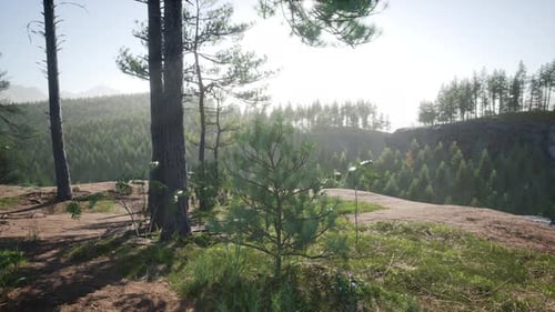 Spruce and Pine Trees and Mountains of Colorado