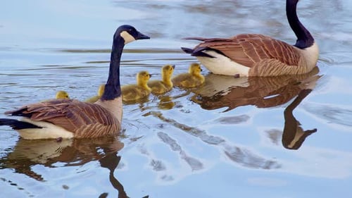 Geese and Goslings Swimming Peacefully on the Water