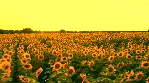 Aerial View of Sunflower Field