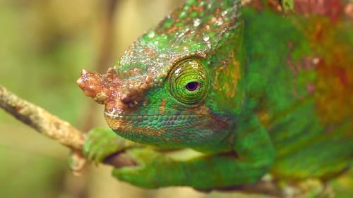 Un caméléon vert à la recherche de proies à Madagascar