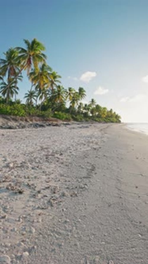 Walking First View Person on Tropical Beach with Coconut Palms on Sunny Day Vertical Footage